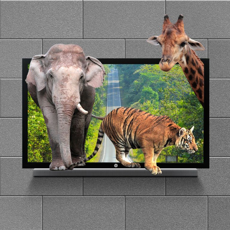 Animals in  TV